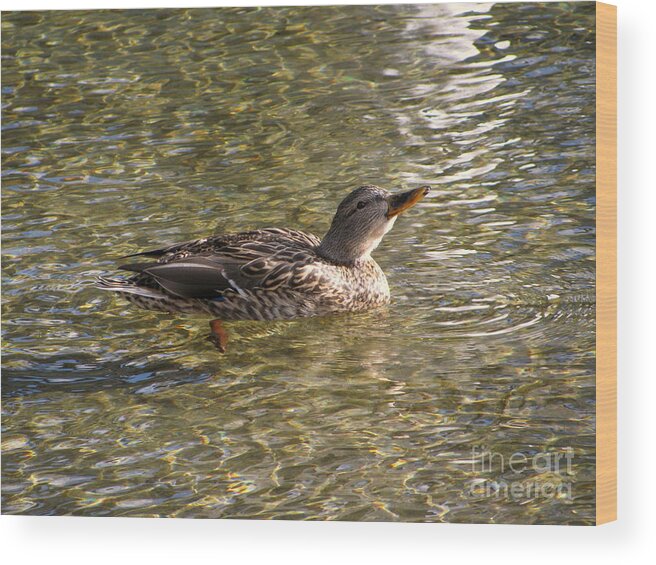 Mallard Wood Print featuring the photograph Having a Drink by Leone Lund