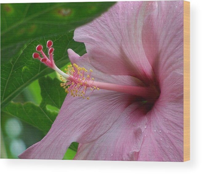 Hibiscus Wood Print featuring the photograph Hawaiian Hibiscus by Jewels Hamrick