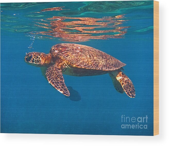 Green Sea Turtle Wood Print featuring the photograph Hawaiian Sea Turtle in Flight by Bette Phelan