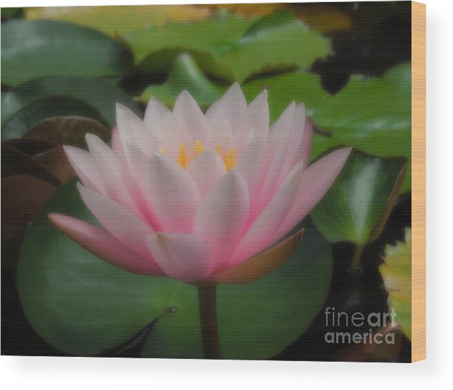 Water Lily Wood Print featuring the photograph Heavenly Pink by Chad and Stacey Hall