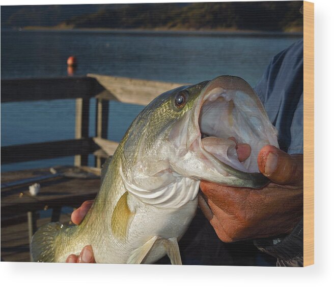 Fish Wood Print featuring the photograph Here Is Dinner by Diana Hatcher