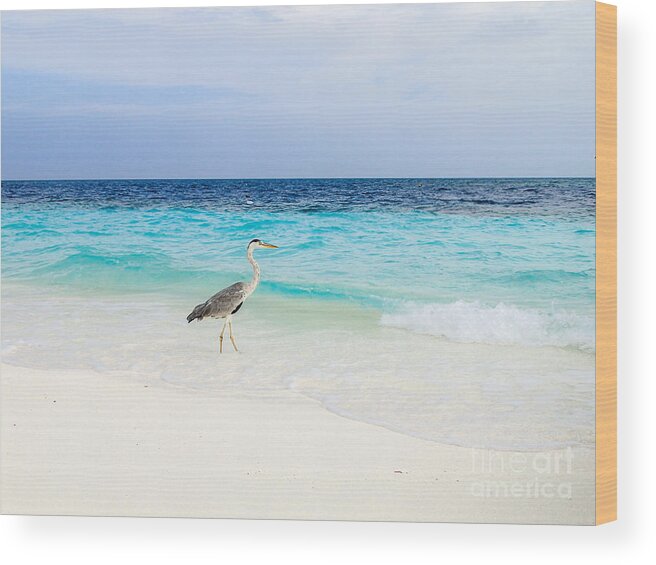 Animal Wood Print featuring the photograph Heron Takes A Walk At The Beach by Hannes Cmarits