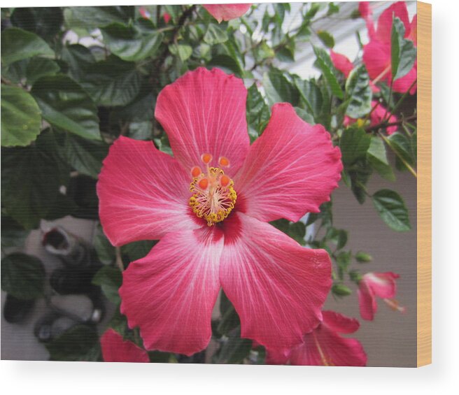 Flowers Wood Print featuring the photograph Hibiscus 1 by George Christoff