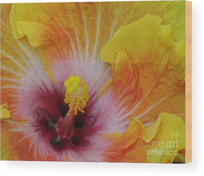 Hibiscus Wood Print featuring the photograph Hibiscus by Tam Ryan