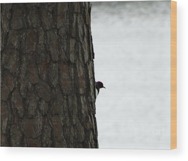 Woodpecker Wood Print featuring the photograph Hiding by Joseph Baril