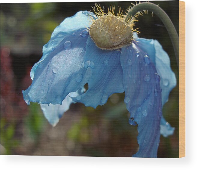 Himalayan Wood Print featuring the photograph Blue Allure by Cheryl Hoyle