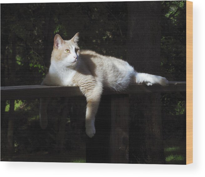 Cat Wood Print featuring the photograph Holding Court by Jill Westbrook