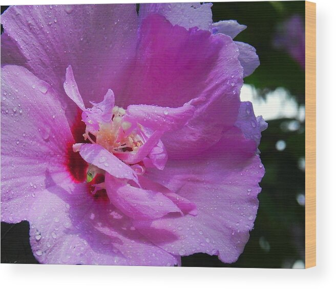 Flowers Wood Print featuring the photograph Hollyhock by Patricia Greer