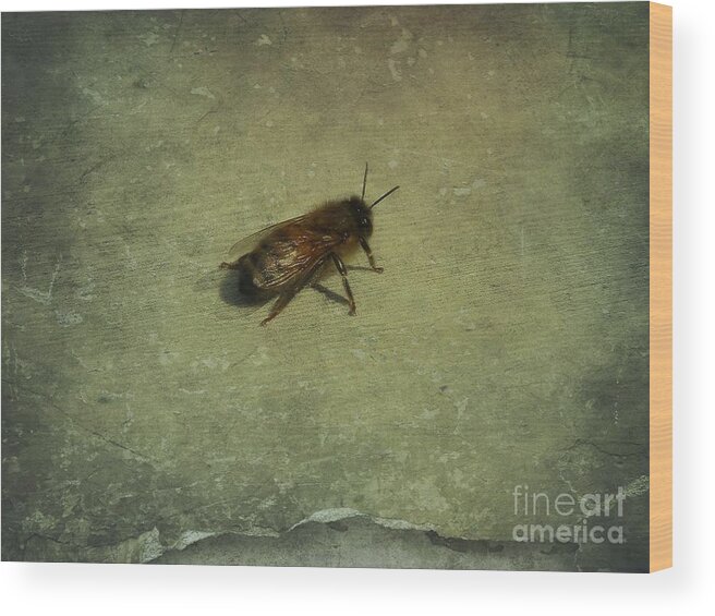 Honey Bee Wood Print featuring the photograph Honey Bee by Kristine Nora
