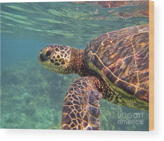 Hawaiian Green Sea Turtle Wood Print featuring the photograph Honu Hello by Bette Phelan