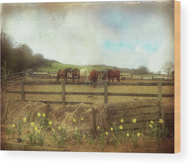 Horse Wood Print featuring the photograph Horses Feeding In The Middle Of A by Vesna Armstrong