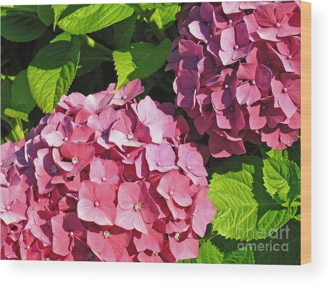 Hydrangea Wood Print featuring the photograph Hot Pink Hydrangea by Ann Horn