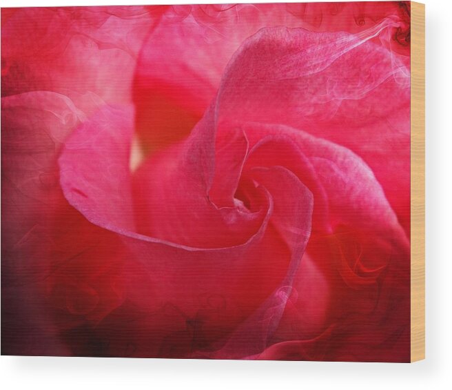 Rose Wood Print featuring the photograph Hot Pink Rose by Nick Kloepping