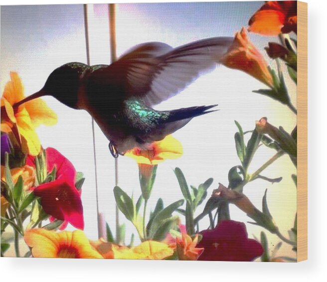 Hummingbird Wood Print featuring the photograph Hummingbird by Renee Michelle Wenker