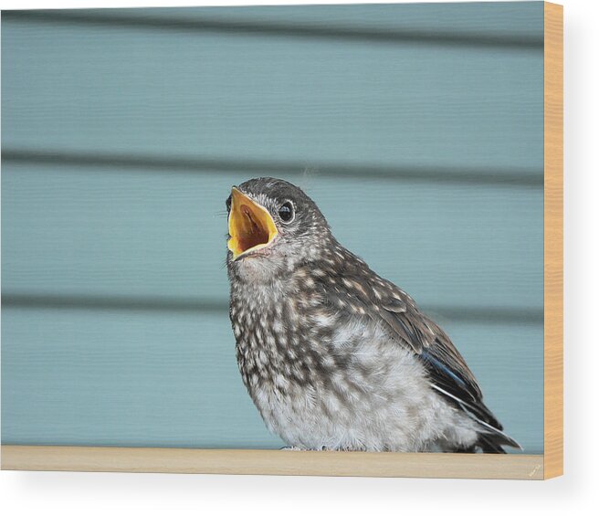 Hungry Baby Bluebird Wood Print featuring the photograph Hungry Baby Bluebird by Kathy K McClellan