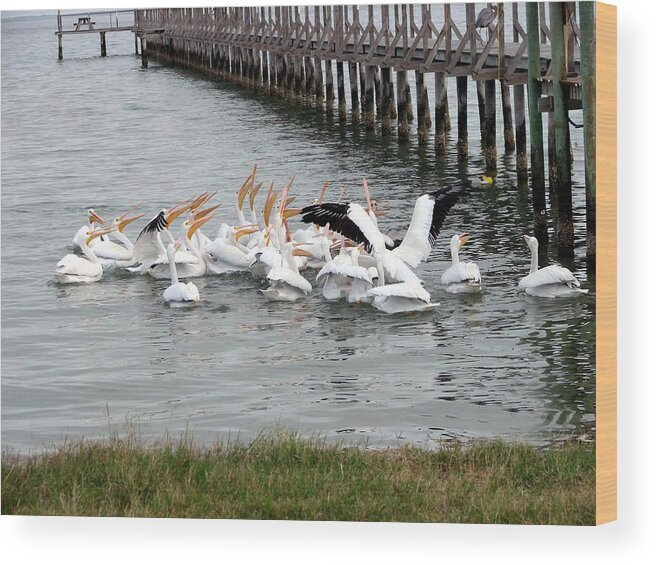 Pelicans Wood Print featuring the photograph Hungry Pelicans by Linda Cox