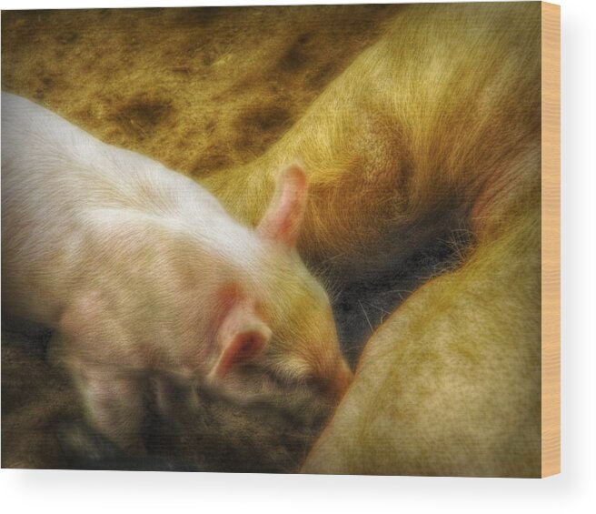 Pig Wood Print featuring the photograph Hungry Piglet by Amanda Eberly