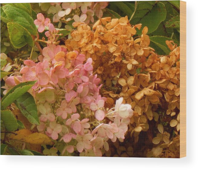 Autumn Wood Print featuring the photograph Hydrangea by Wild Thing