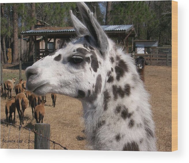 Rare White Polka Dot Male Wood Print featuring the photograph Mad Llama Rules by Belinda Lee