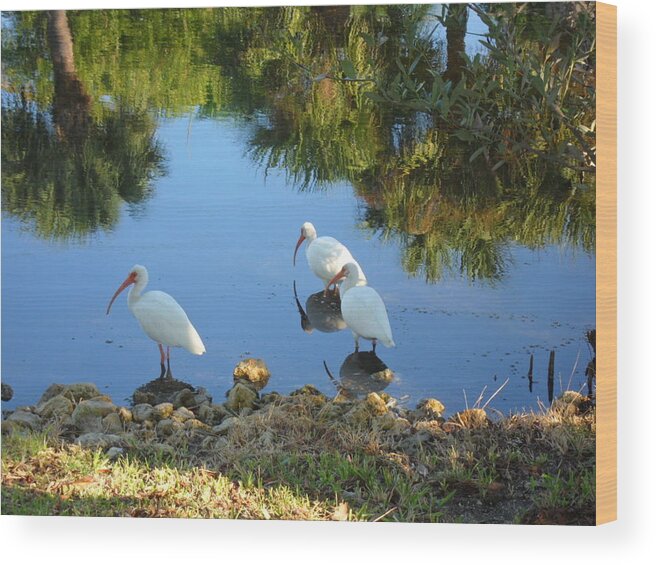 Ibis Wood Print featuring the photograph Ibis in three by Val Oconnor