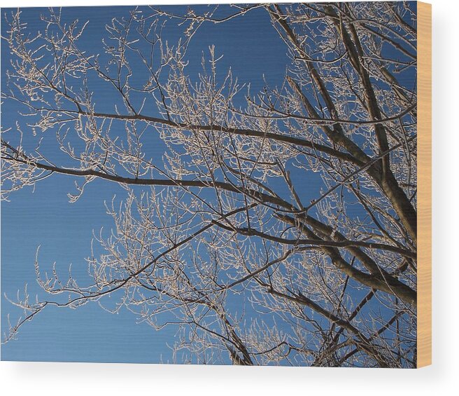 Branches Wood Print featuring the photograph Ice Storm Branches by Michelle Miron-Rebbe