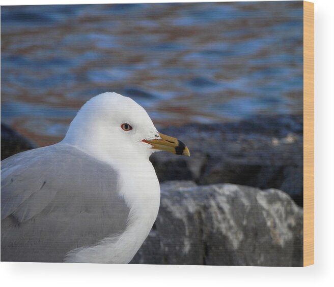 Gull Wood Print featuring the photograph If Only You Could See the World Through My Eyes by Zinvolle Art