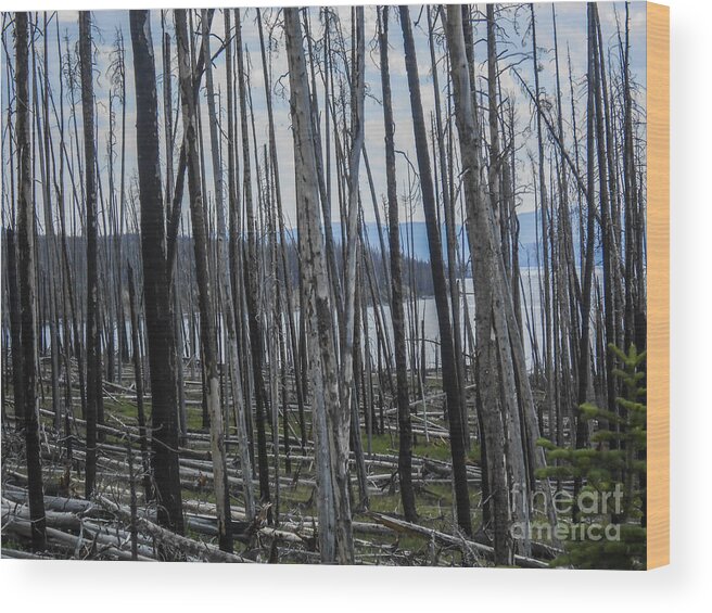 Landscape Wood Print featuring the photograph If Trees Could Speak by Elizabeth M