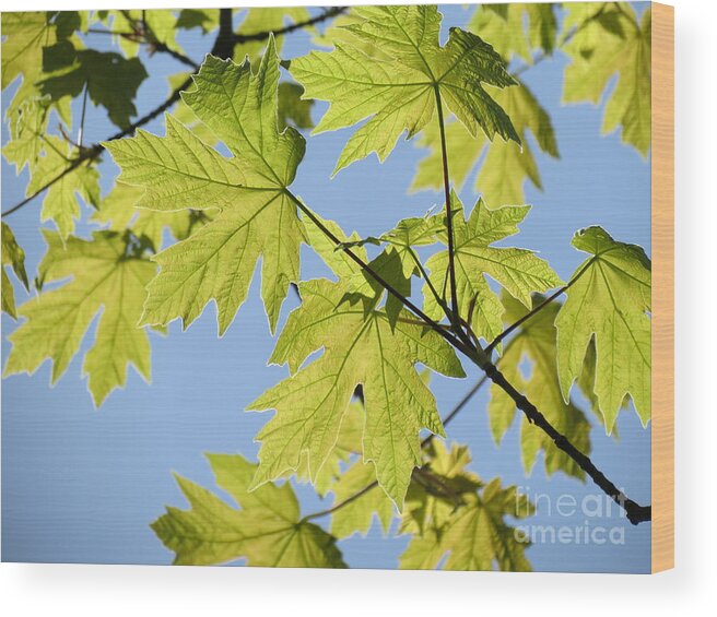 Leaves Wood Print featuring the photograph Illuminated Leaves by Gayle Swigart