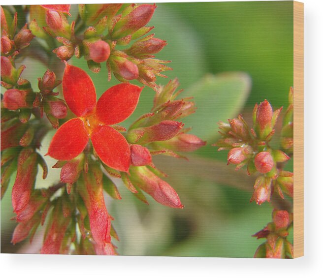 Red Wood Print featuring the photograph In Grandma's Garden II by Stacy Michelle Smith
