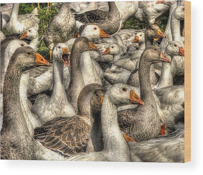 Geese Wood Print featuring the photograph In My Humble Opinion by William Fields