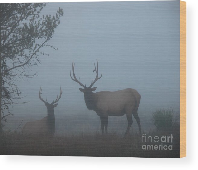 Elk Wood Print featuring the photograph In The Mist by Jim Goodman