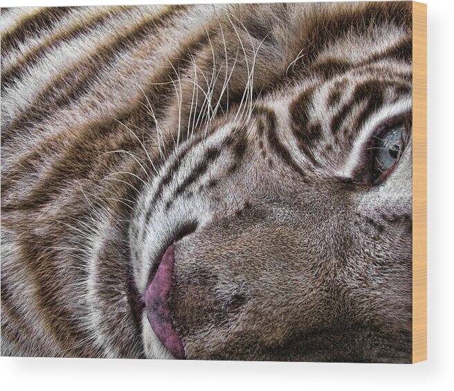White Tiger Wood Print featuring the photograph India by Shari Jardina