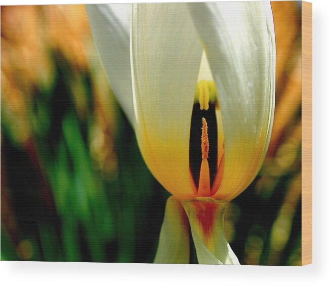 Tulip Wood Print featuring the photograph Inside Out by Rona Black