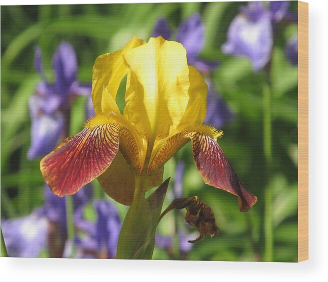Iris Wood Print featuring the photograph Iris In The Morning by Alfred Ng
