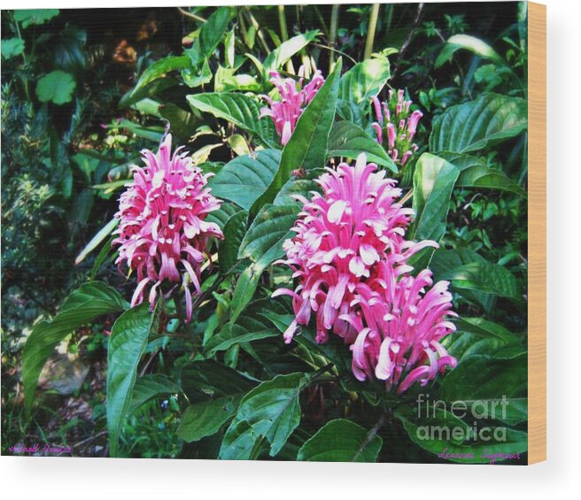 Flowers Wood Print featuring the photograph Island Flower by Leanne Seymour