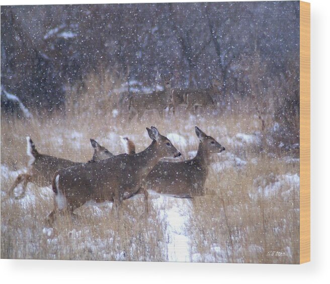 Winter Wood Print featuring the photograph It Is Snowing by Bill Stephens