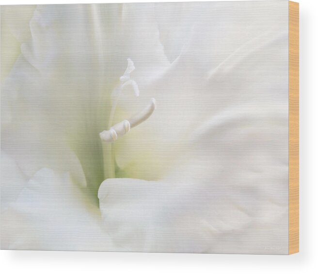 Gladiola Wood Print featuring the photograph Ivory Gladiola Flower by Jennie Marie Schell