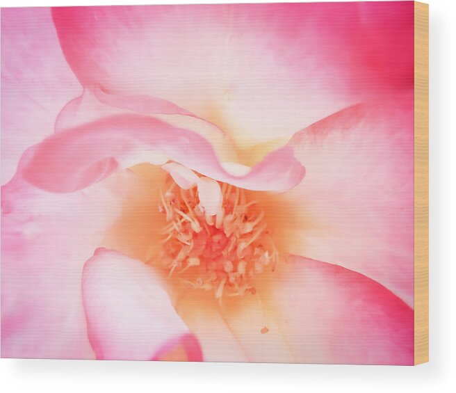 Rose Wood Print featuring the photograph Jewel by Roxy Hurtubise