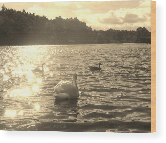 Swans Wood Print featuring the photograph Jewels of the Lake by Asa Jones