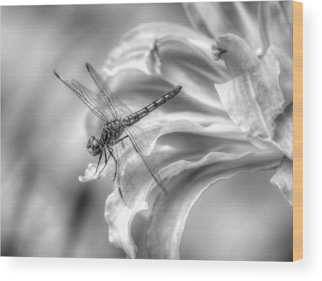 Dragonfly Wood Print featuring the photograph Just Landed by Linda Segerson