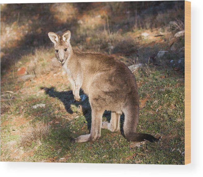 Australia Wood Print featuring the photograph Kangaroo - Canberra - Australia by Steven Ralser