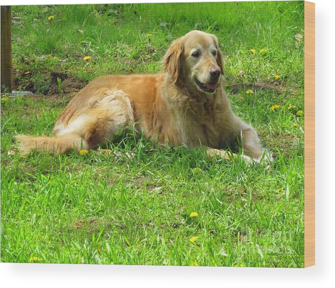 Golden Retriever Wood Print featuring the photograph Keeping Watch by Elizabeth Dow