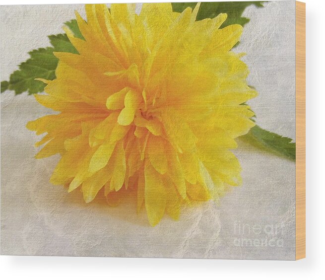 Flower Wood Print featuring the photograph Kerria japonica by Vix Edwards