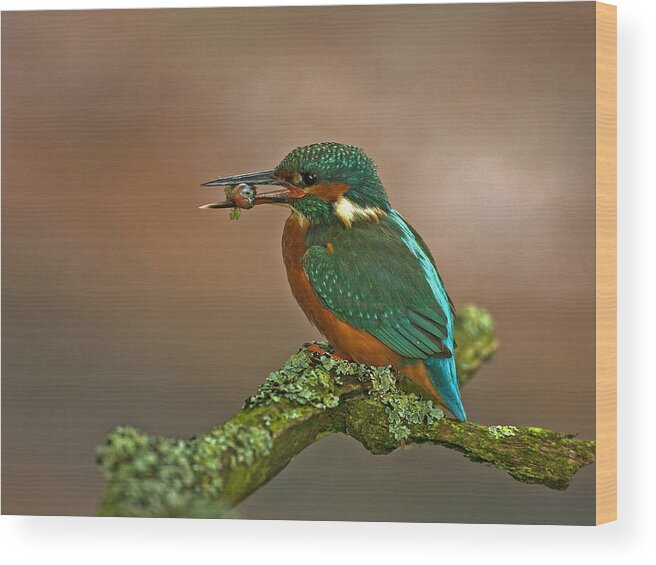 Commonkingfisher Wood Print featuring the photograph Kingfisher with Stickleback by Paul Scoullar