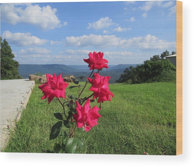 Floral Wood Print featuring the photograph Knock Out Rose by Aaron Martens