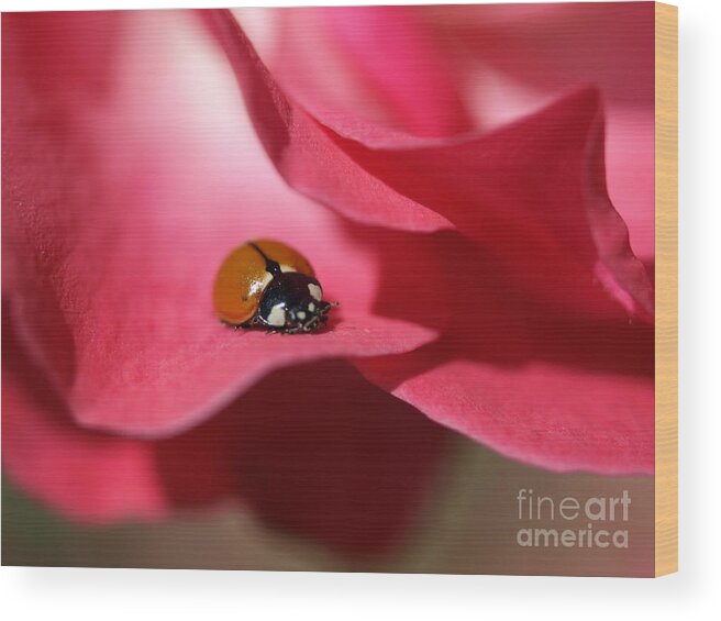 Ladybug Wood Print featuring the photograph Ladybug by Jacklyn Duryea Fraizer