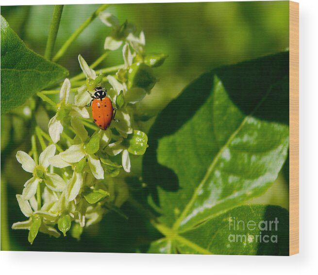 Landscape Wood Print featuring the photograph Ladybug On Flowers by Teri Atkins Brown