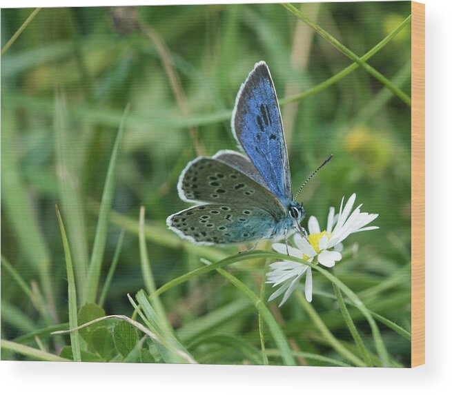 Large Blue Butterfly Wood Print featuring the photograph Large Blue Butterfly On A Flower by Gustoimages/science Photo Library