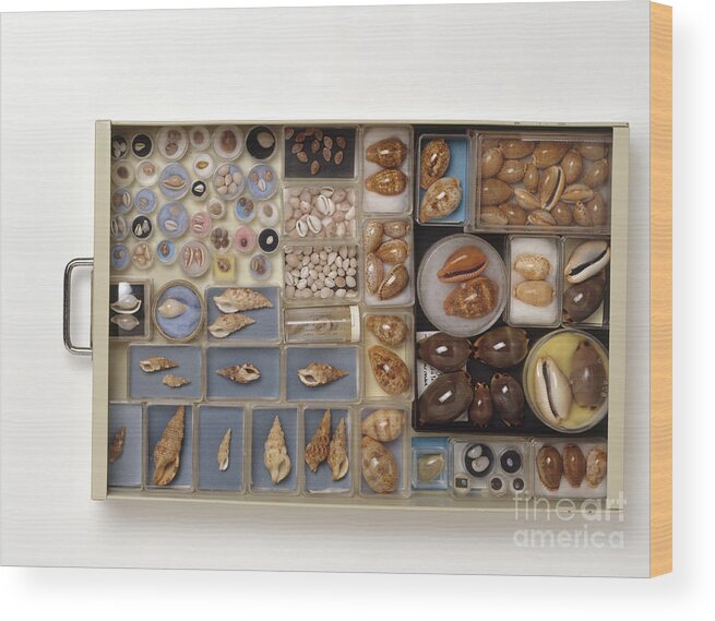 Abundance Wood Print featuring the photograph Large Collection Of Shells In Drawer by Matthew Ward / Dorling Kindersley