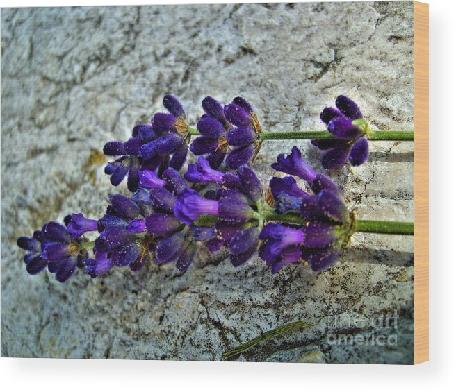 Flower Wood Print featuring the photograph Lavender On White Stone by Nina Ficur Feenan